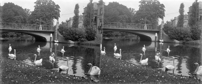 859184 Afbeelding van zwanen in de Stadsbuitengracht te Utrecht, ter hoogte van de Herenbrug.